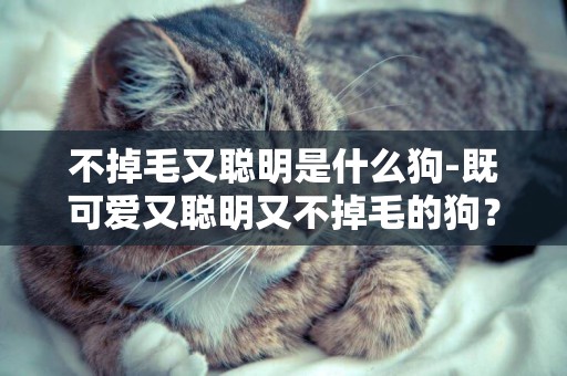 不掉毛又聰明是什么狗-既可愛又聰明又不掉毛的狗？