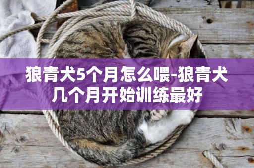 狼青犬5個月怎么喂-狼青犬幾個月開始訓練最好