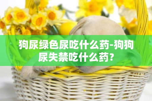 狗尿綠色尿吃什么藥-狗狗尿失禁吃什么藥？