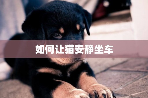 如何讓貓安靜坐車
