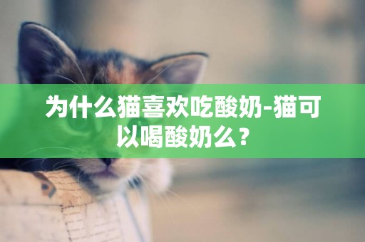 為什么貓喜歡吃酸奶-貓可以喝酸奶么？