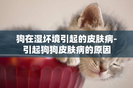狗在濕壞境引起的皮膚病-引起狗狗皮膚病的原因