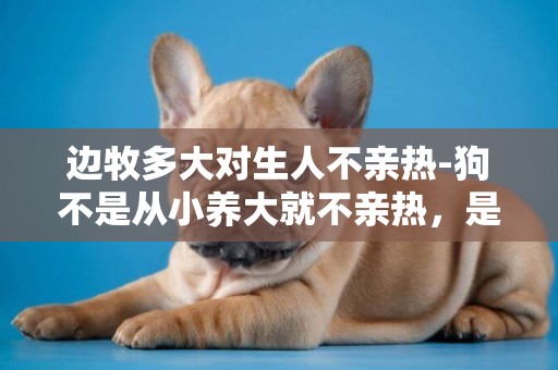邊牧多大對生人不親熱-狗不是從小養大就不親熱，是這樣的嗎