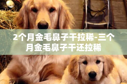 2個月金毛鼻子干拉稀-三個月金毛鼻子干還拉稀