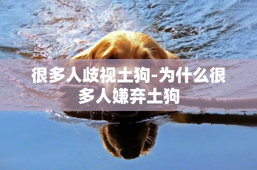 很多人歧視土狗-為什么很多人嫌棄土狗