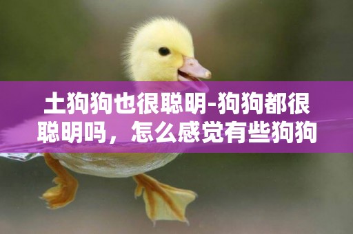 土狗狗也很聰明-狗狗都很聰明嗎，怎么感覺有些狗狗好蠢的？