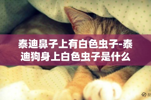 泰迪鼻子上有白色蟲子-泰迪狗身上白色蟲子是什么