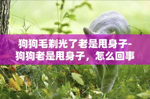 狗狗毛剃光了老是甩身子-狗狗老是甩身子，怎么回事？
