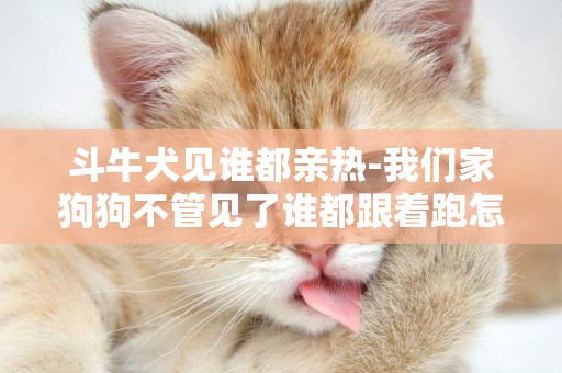 斗牛犬見誰都親熱-我們家狗狗不管見了誰都跟著跑怎么辦啊`