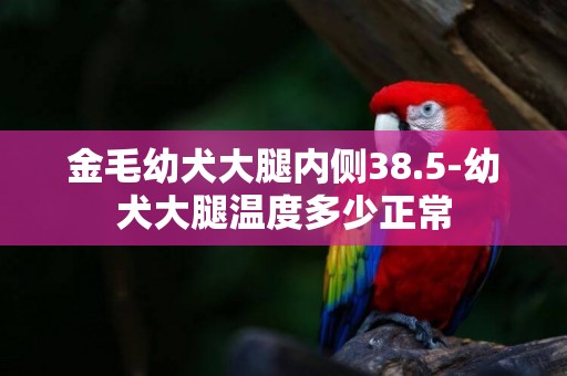金毛幼犬大腿內側38.5-幼犬大腿溫度多少正常