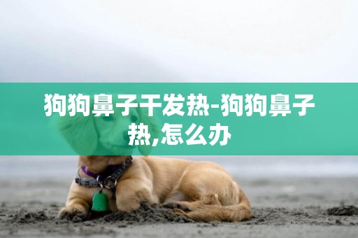 狗狗鼻子干發熱-狗狗鼻子熱,怎么辦