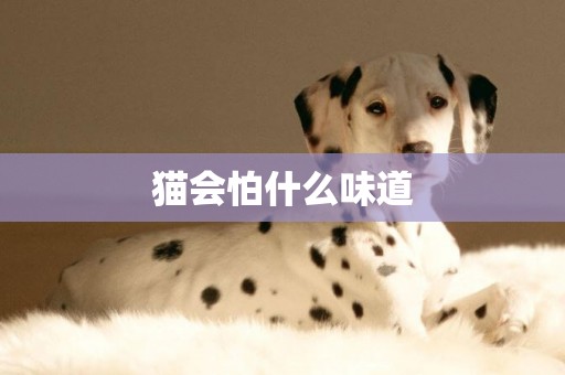 貓會怕什么味道