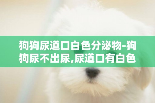狗狗尿道口白色分泌物-狗狗尿不出尿,尿道口有白色黏狀物