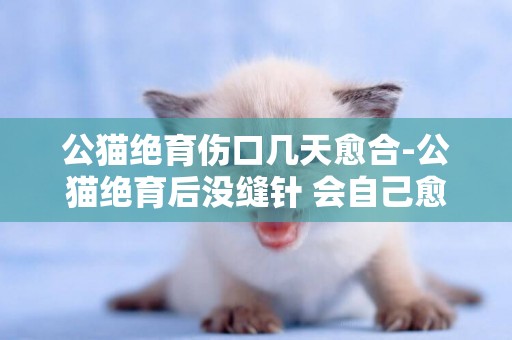 公貓絕育傷口幾天愈合-公貓絕育后沒縫針 會自己愈合嗎