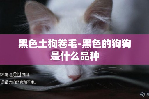 黑色土狗卷毛-黑色的狗狗是什么品種