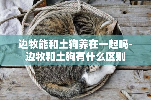 邊牧能和土狗養在一起嗎-邊牧和土狗有什么區別