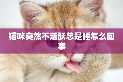 貓咪突然不活躍總是睡怎么回事