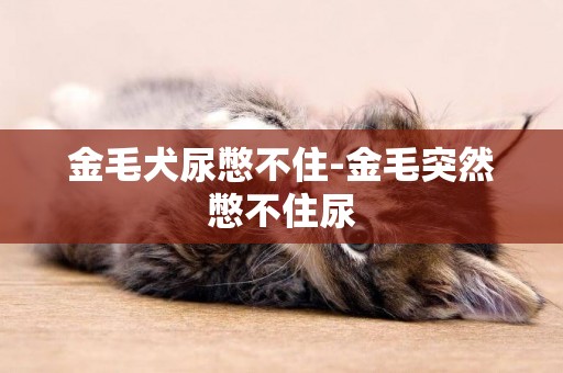 金毛犬尿憋不住-金毛突然憋不住尿
