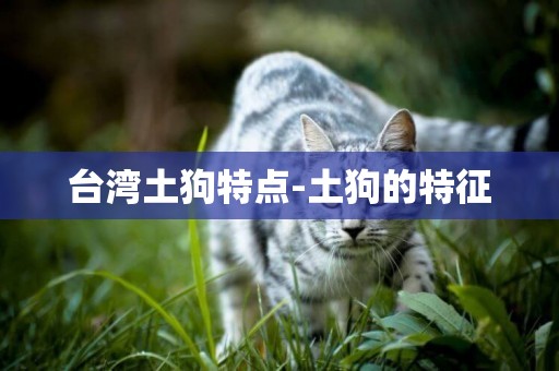 臺灣土狗特點-土狗的特征