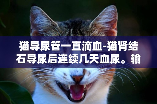 貓導尿管一直滴血-貓腎結石導尿后連續幾天血尿。輸液4天。現排尿一次就幾滴。接下來怎么治怎么喂養請大家