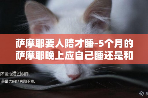 薩摩耶要人陪才睡-5個月的薩摩耶晚上應自己睡還是和主人睡