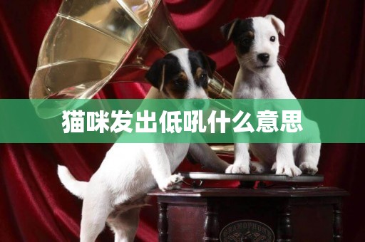 貓咪發出低吼什么意思