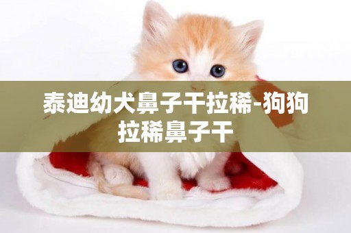 泰迪幼犬鼻子干拉稀-狗狗拉稀鼻子干