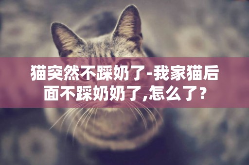 貓突然不踩奶了-我家貓后面不踩奶奶了,怎么了？