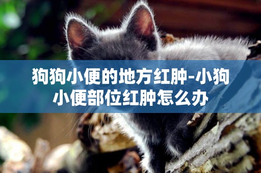 狗狗小便的地方紅腫-小狗小便部位紅腫怎么辦