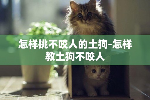 怎樣挑不咬人的土狗-怎樣教土狗不咬人