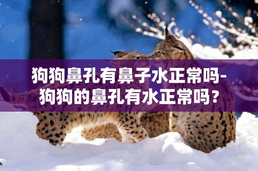狗狗鼻孔有鼻子水正常嗎-狗狗的鼻孔有水正常嗎？