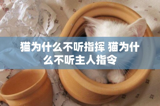 貓為什么不聽指揮 貓為什么不聽主人指令