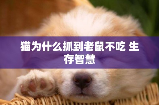 貓為什么抓到老鼠不吃 生存智慧
