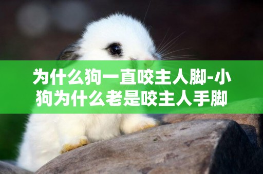 為什么狗一直咬主人腳-小狗為什么老是咬主人手腳