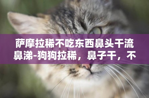 薩摩拉稀不吃東西鼻頭干流鼻涕-狗狗拉稀，鼻子干，不吃東西