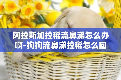 阿拉斯加拉稀流鼻涕怎么辦啊-狗狗流鼻涕拉稀怎么回事