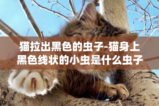 貓拉出黑色的蟲子-貓身上黑色線狀的小蟲是什么蟲子？
