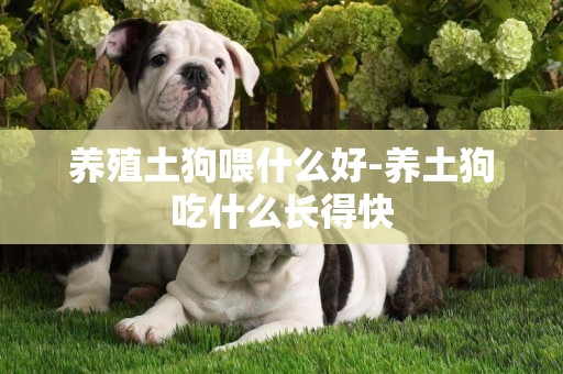 養殖土狗喂什么好-養土狗吃什么長得快