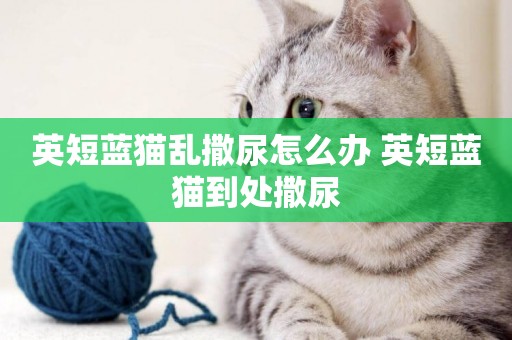 英短藍貓亂撒尿怎么辦 英短藍貓到處撒尿