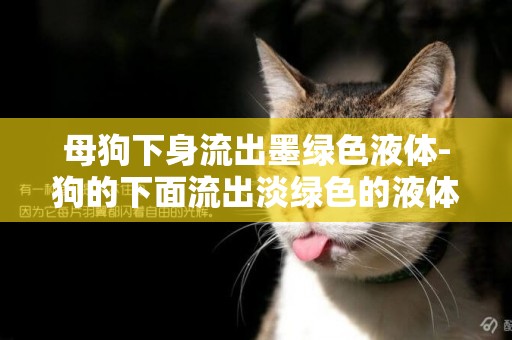 母狗下身流出墨綠色液體-狗的下面流出淡綠色的液體怎么治療
