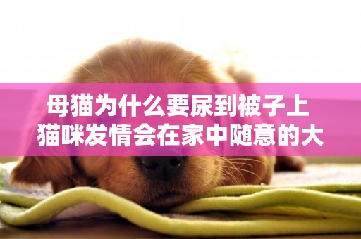 母貓為什么要尿到被子上 貓咪發情會在家中隨意的大小便
