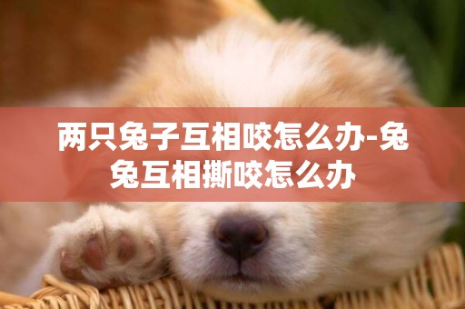 兩只兔子互相咬怎么辦-兔兔互相撕咬怎么辦
