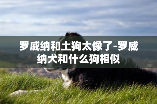 羅威納和土狗太像了-羅威納犬和什么狗相似