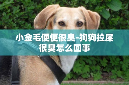 小金毛便便很臭-狗狗拉屎很臭怎么回事
