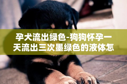 孕犬流出綠色-狗狗懷孕一天流出三次墨綠色的液體怎么回事？