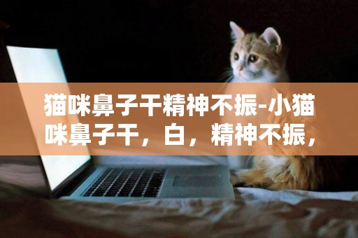 貓咪鼻子干精神不振-小貓咪鼻子干，白，精神不振，不怎么吃東西