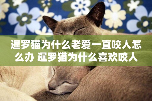 暹羅貓為什么老愛一直咬人怎么辦 暹羅貓為什么喜歡咬人