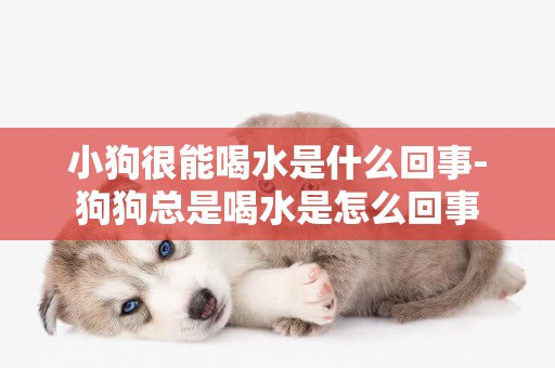 小狗很能喝水是什么回事-狗狗總是喝水是怎么回事