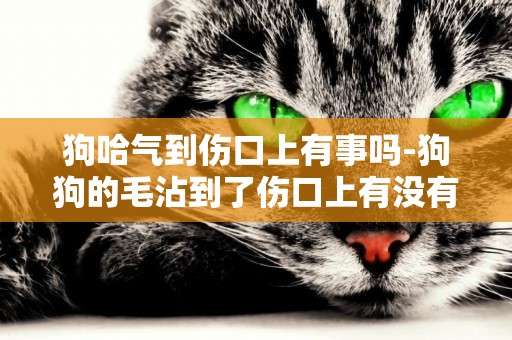狗哈氣到傷口上有事嗎-狗狗的毛沾到了傷口上有沒有關系