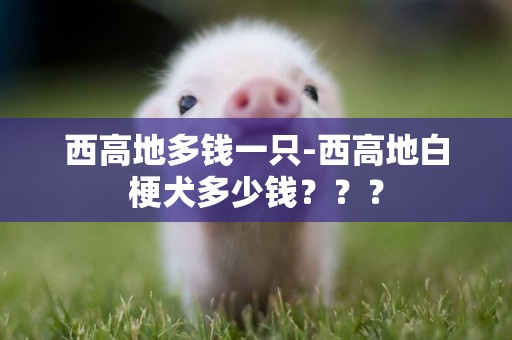 西高地多錢一只-西高地白梗犬多少錢？？？